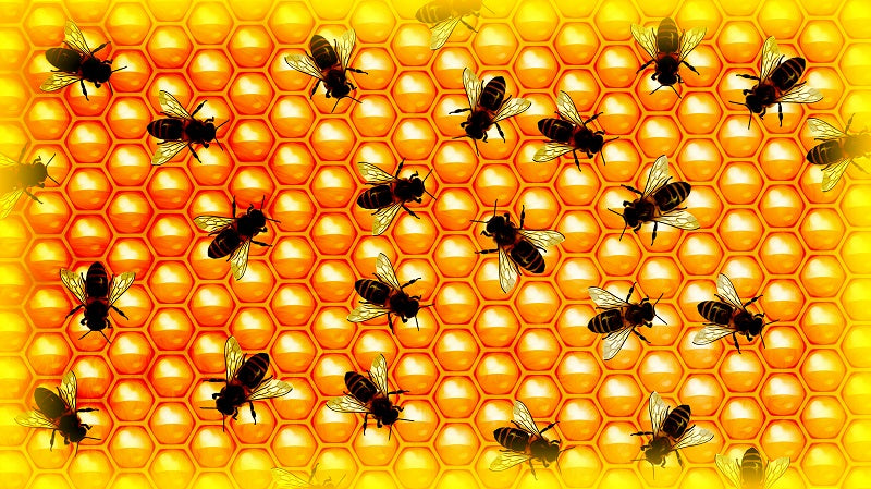 Slange Var honey beats leading Manuka brands for nutritional value